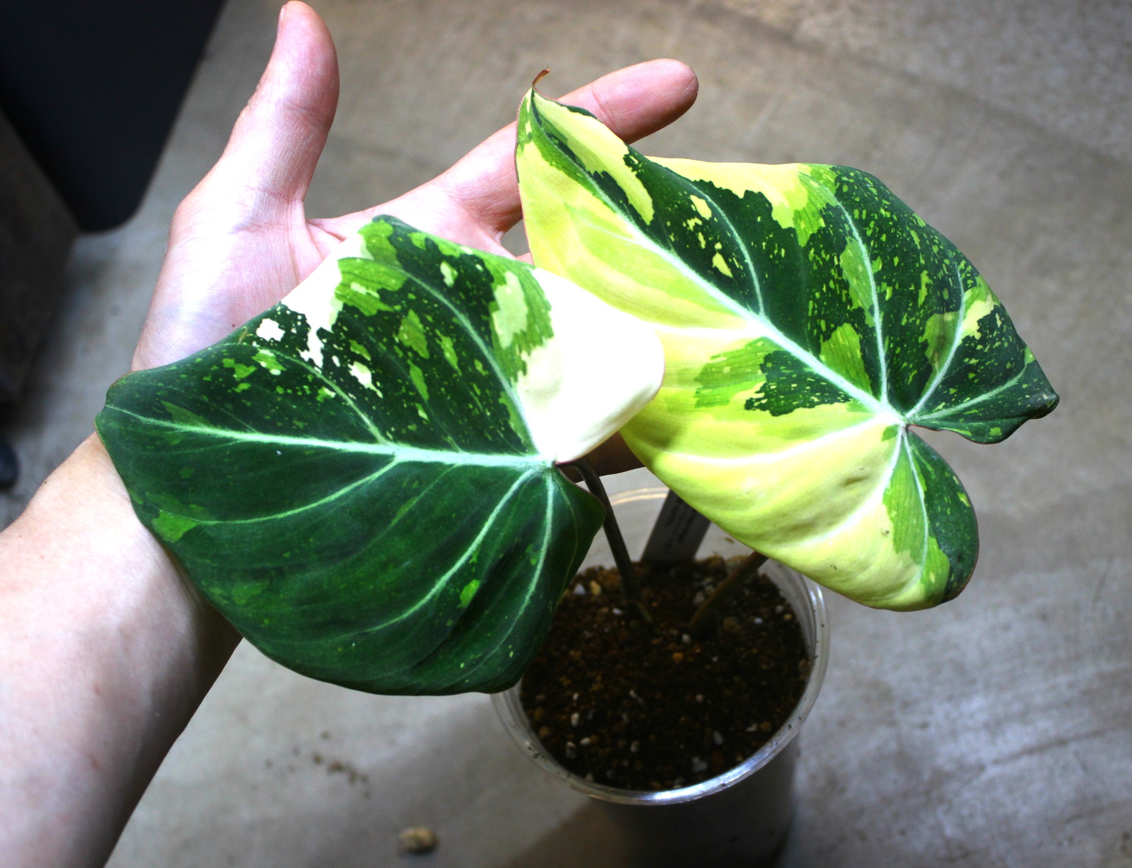 フィロデンドロン グロリオーサム 'トリコロール 斑入り' | AQUASHOP