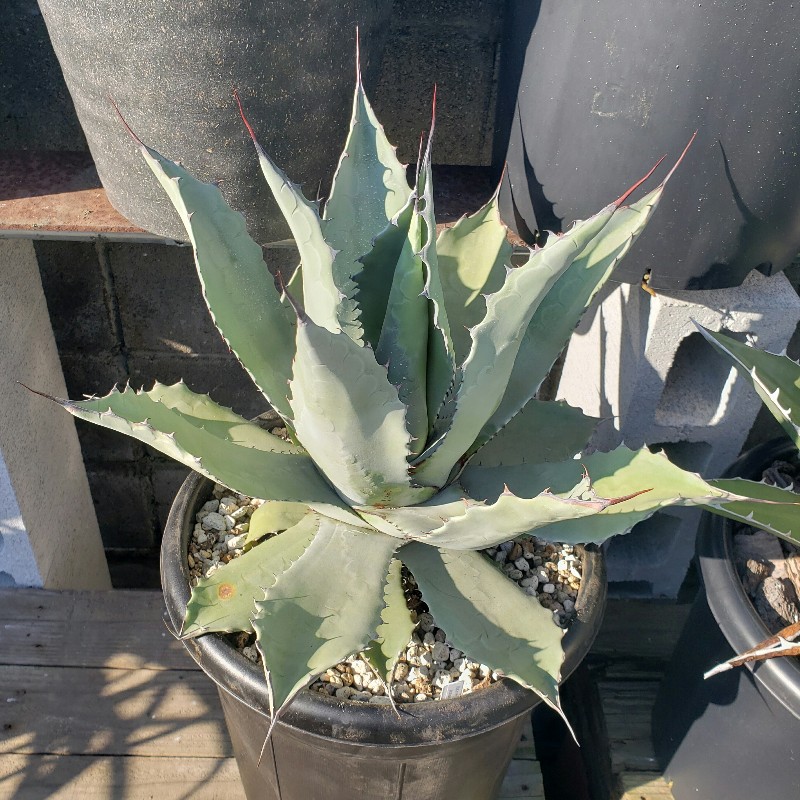 アガベ テマカプリネンシス - Johnny the planter