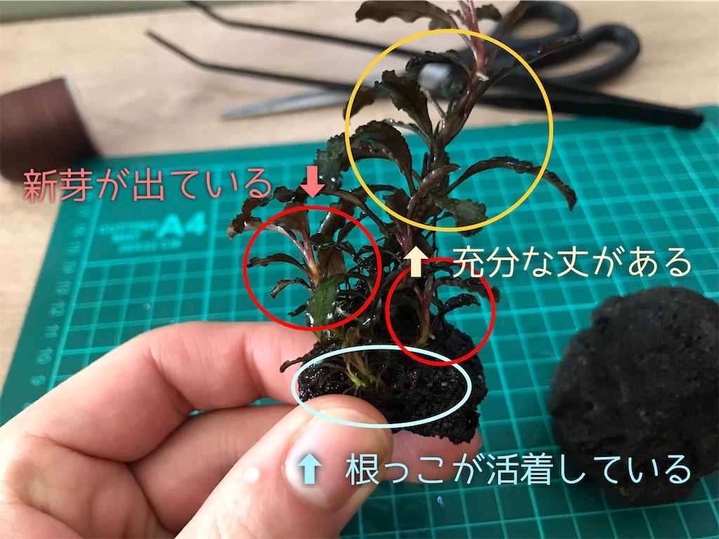 ブセファランドラクダガン株分けのやり方！1年で2倍に増やせます - た