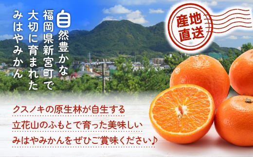 AA088.【希少品種】みはやみかん／約2.5キロ(2026年12月上旬～2027年1