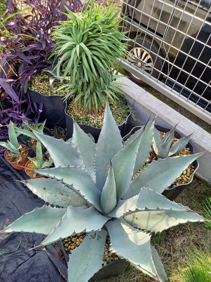 白いアガベ ～テマカプリネンシス～ | ドライガーデン&金魚