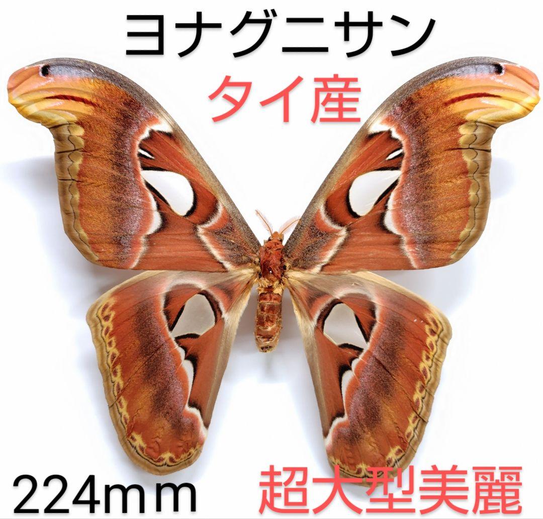 ヨナグニサン蛾標本★タイ産★ 224mm 大型迫力美麗標本。 凄く大きい‼️ ヨナグニサン | 【公式】西表島カヌーツアー風車 - 【公式】西表島
